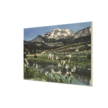 Wild Iris Growing Near Mt. Mammoth Gallery Wrapped Canvas