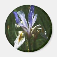 Wild Iris Magnet