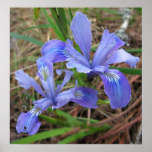 Wild Iris Pair Print