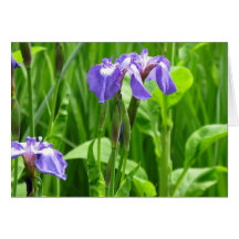 Wild iris photo card