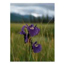Wild Iris Post Card
