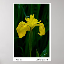 Wild Iris    ... Poster