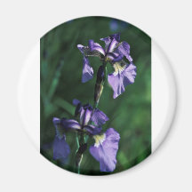 Wild Iris Refrigerator Magnets