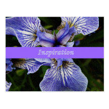 Wild Iris Wildflower Alaska postcard