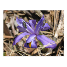 wild iris with popper bugs postcard