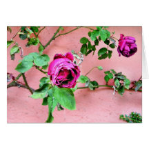 Wild Irish Rose Card