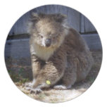 Wild Koala Dinner Plate