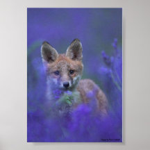 Wild Life Posters