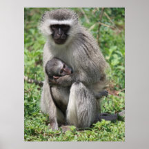 Wild life snapshot: Mother and baby Print