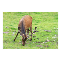 wild male deer photo