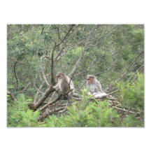 Wild Monkeys Photo