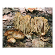 Wild Mushrooms 10x8 Nature Print Photographic Print