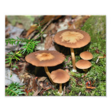 Wild Mushrooms And Moss 10x8 Nature Print Art Photo