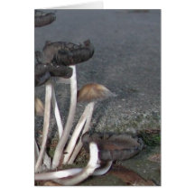 Wild Mushrooms Cards