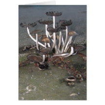 Wild Mushrooms Greeting Card