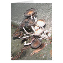 Wild Mushrooms Greeting Cards
