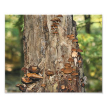 Wild Mushrooms On Tree 10x8 Nature Print Photograph