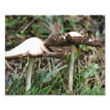 Wild Mushrooms Pair 10x8 Nature Print Photo Art