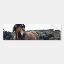 Wild Mustang Bumper Sticker