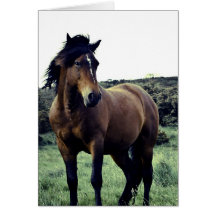 Wild Mustang Greeting Card