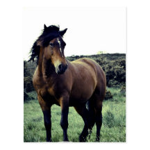 Wild Mustang Postcard