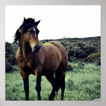 Wild Mustang Poster