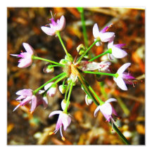 Wild Onion Flower Photo