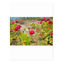 Wild Red Geraniums Post Cards