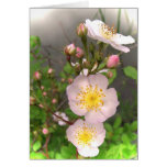 Wild Roses Valentine Greeting Card