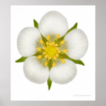 Wild Strawberry Flower Print