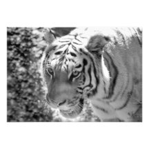 Wild Striped Tiger Black and White Custom Invitations