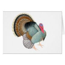 Wild Tom Turkey Greeting Card
