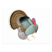 Wild Tom Turkey Postcard