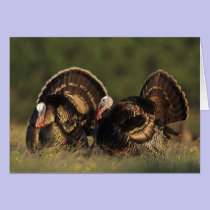 Wild Turkey, Meleagris gallopavo,males cards