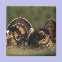 Wild Turkey, Meleagris gallopavo,males magnets