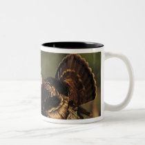 Wild Turkey, Meleagris gallopavo,males mugs