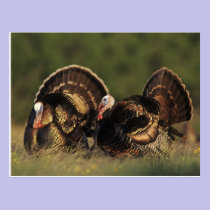 Wild Turkey, Meleagris gallopavo,males postcards