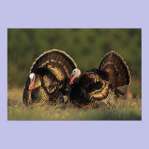 Wild Turkey, Meleagris gallopavo,males posters