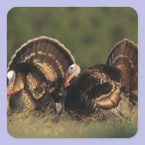 Wild Turkey, Meleagris gallopavo,males stickers