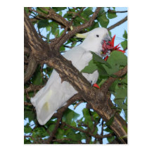 Wild White Cockatoo Parrot Postcard