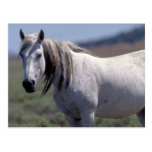 Wild, white horse, Utah Post Cards