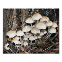 Wild White Mushrooms 10x8 Nature Print Photo Art