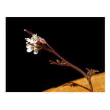 Wildflower 33 ~ postcard