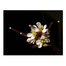 Wildflower 41 ~ postcard