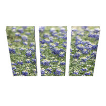 Wildflower Field Bluebonnets: Wide Zoom View canvas prints
