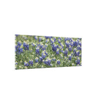 Wildflower Field Bluebonnets: Wide Zoom View canvas prints
