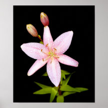 Wildflower Poster