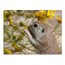 Wildflower Snack Postcard postcards
