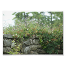 Wildflower Wall 5x7 Photographic Print