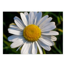 WILDFLOWERS BUSINESS CARD TEMPLATE